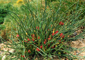 Ephedra minima